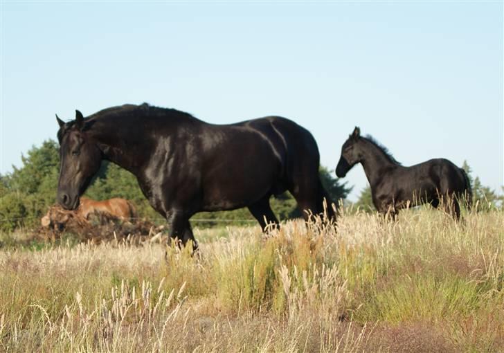 Frieser Quinty  billede 15