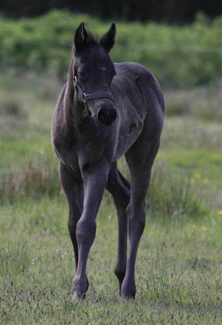 Paint One Smart Obsession (SOLGT) billede 1