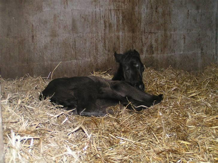 Paint One Smart Obsession (SOLGT) billede 2