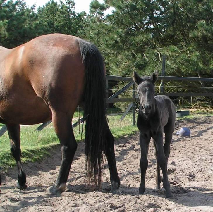 Paint One Smart Obsession (SOLGT) billede 3