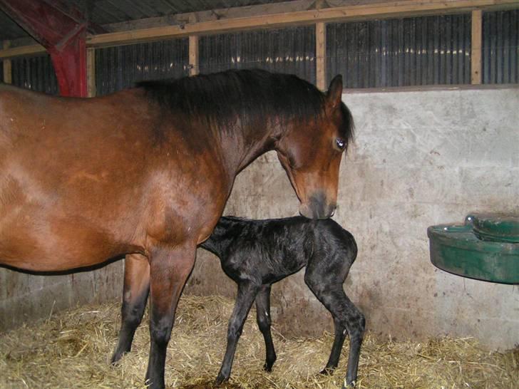 Paint One Smart Obsession (SOLGT) billede 4