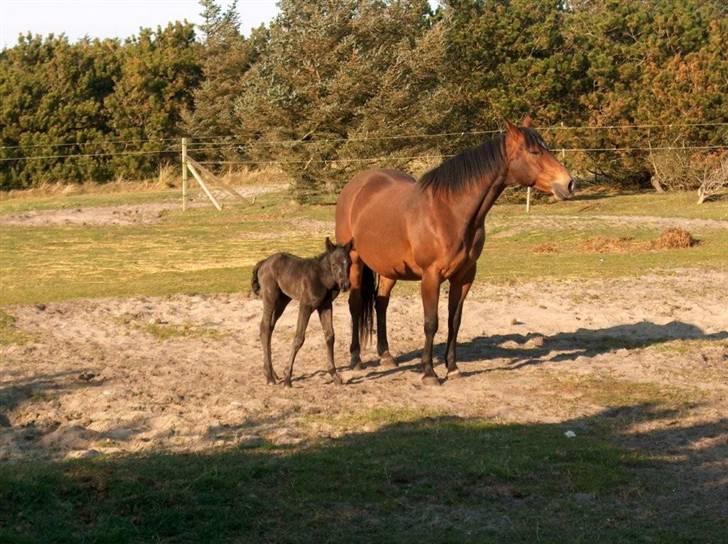 Paint One Smart Obsession (SOLGT) billede 5