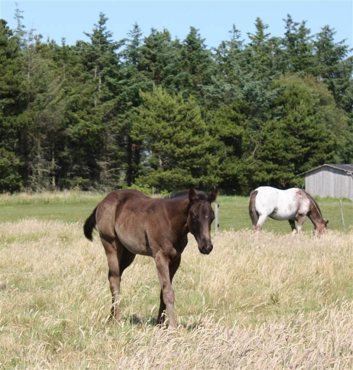 Paint One Smart Obsession (SOLGT) billede 7