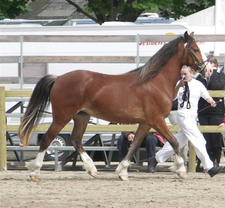 Welsh Cob (sec D) Slæggerups Amazing Sunris billede 12