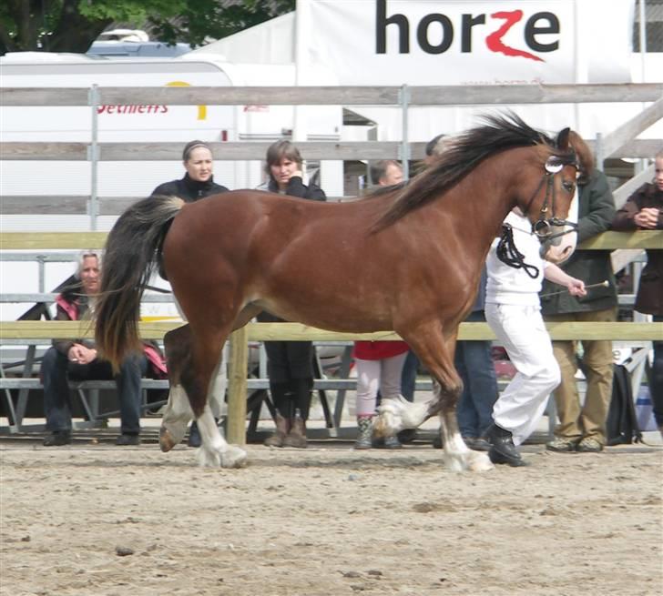 Welsh Cob (sec D) Slæggerups Amazing Sunris billede 13