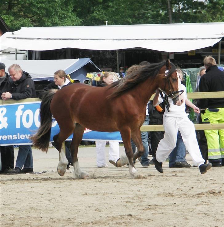 Welsh Cob (sec D) Slæggerups Amazing Sunris billede 14