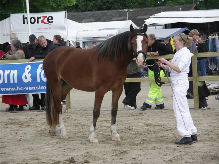 Welsh Cob (sec D) Slæggerups Amazing Sunris billede 15