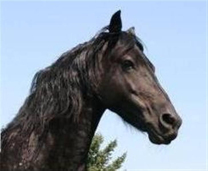 Frieser Quinty  billede 16