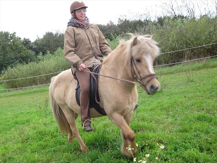 Islænder Sif "SOLGT" - September 2010 billede 6