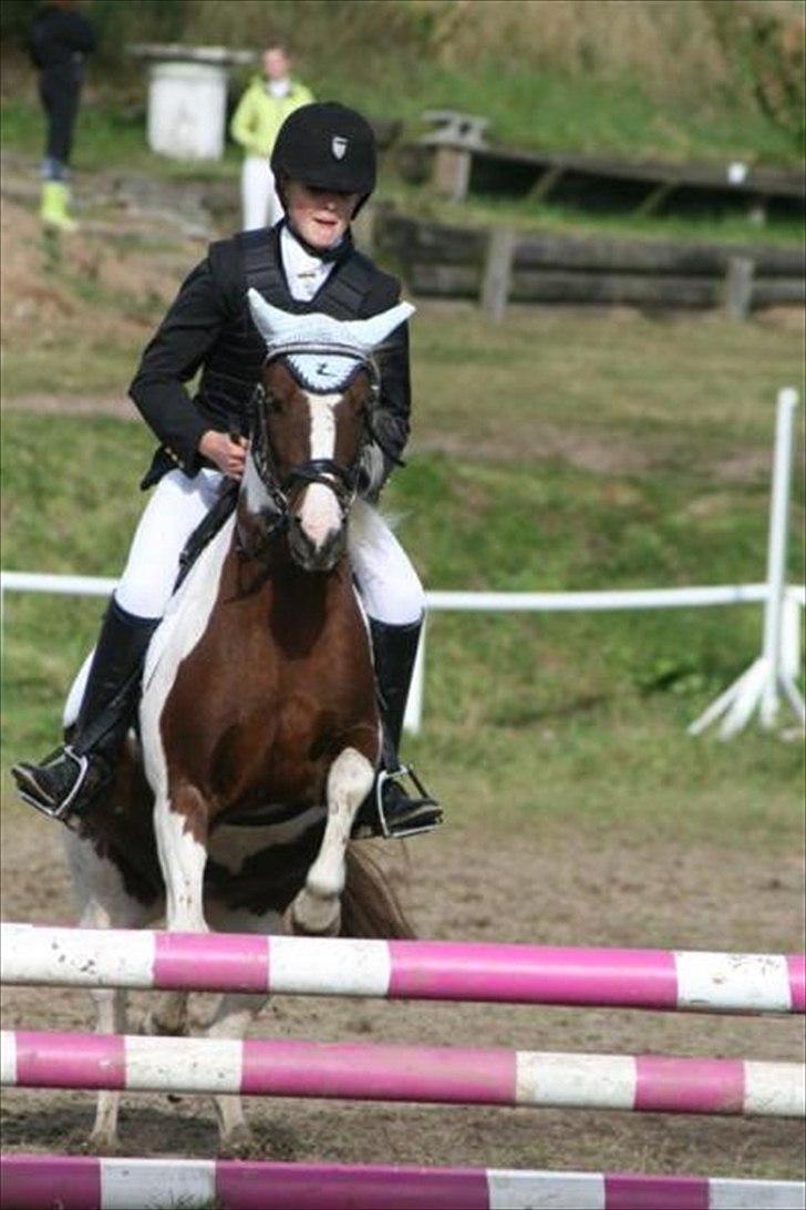 Anden særlig race Lady<3 - LC spring Områdemesterskab 2010. billede 1