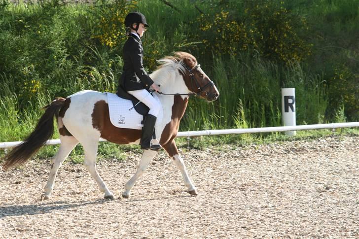 Anden særlig race Lady<3 - Dressur LD 2. billede 2