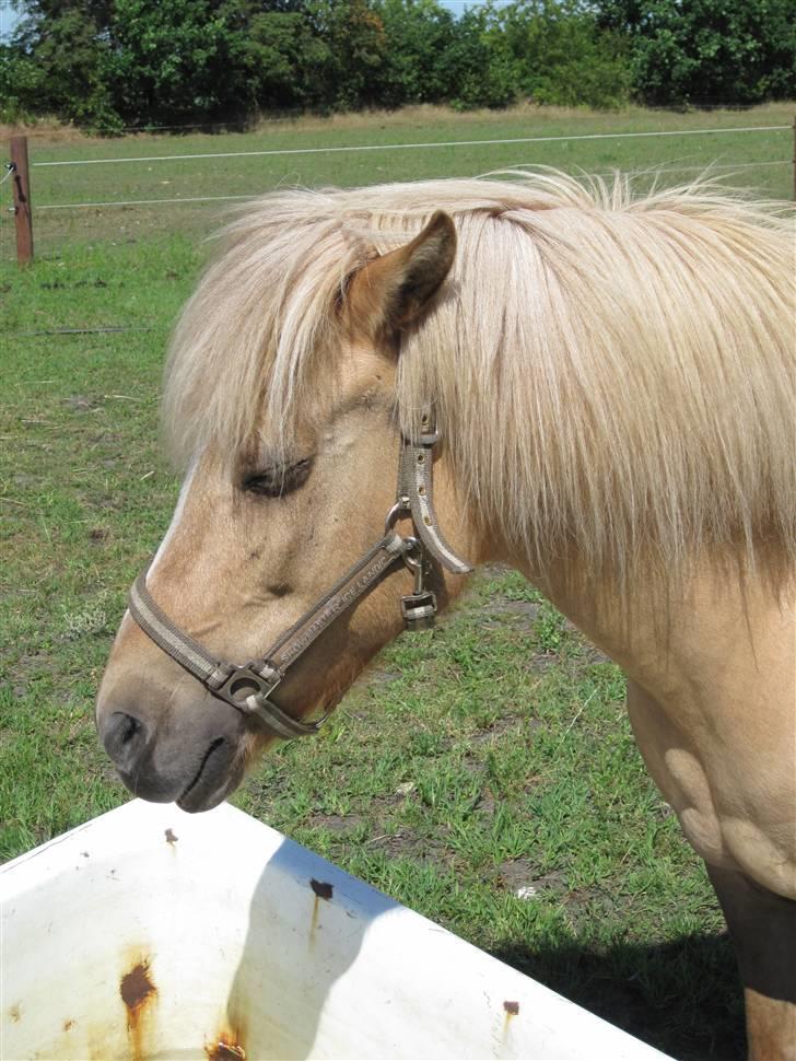 Islænder Sif "SOLGT" - Sif står og sover mens hun vogter over vandet ! billede 8