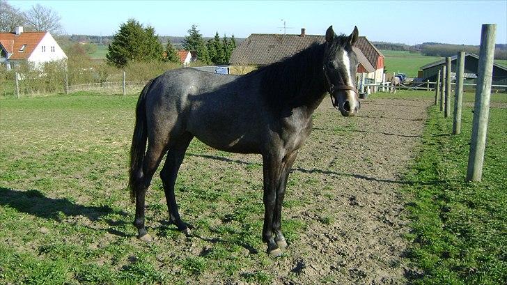 Arabisk fuldblod (OX) Skovly´s akisiah ox - 18-4-11 billede 10