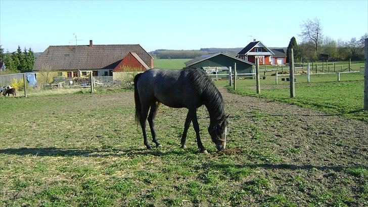Arabisk fuldblod (OX) Skovly´s akisiah ox - 18-4-11 billede 11