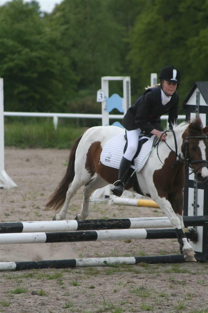 Anden særlig race Lady<3 - Clear Round Lady og mit første spring stævne:D billede 3