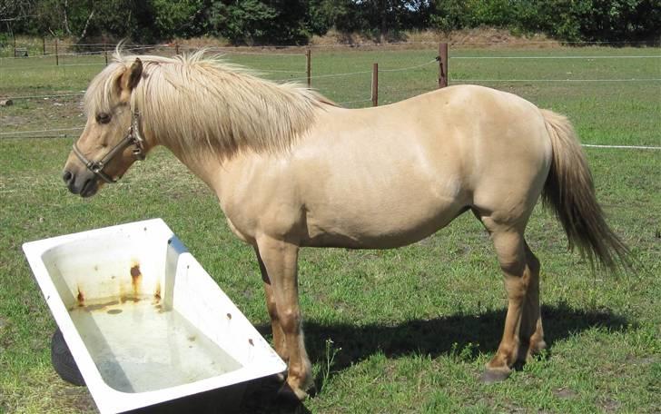 Islænder Sif "SOLGT" billede 9