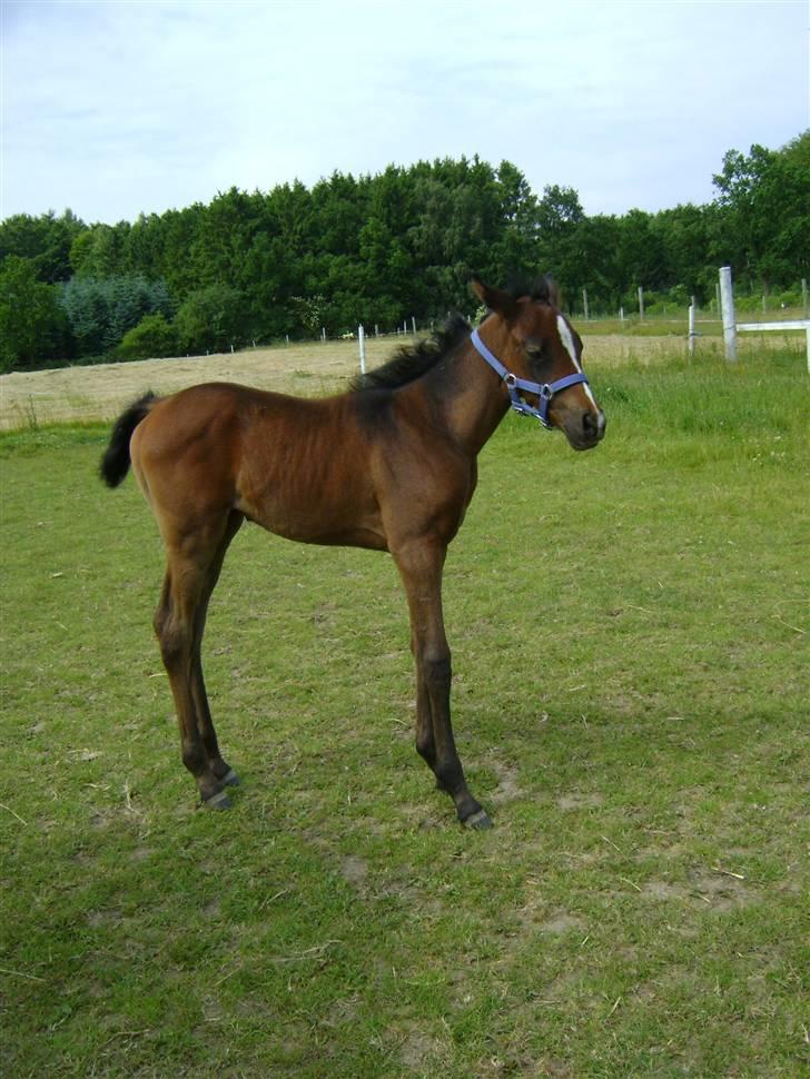 Arabisk fuldblod (OX) Skovly´s akisiah ox billede 12