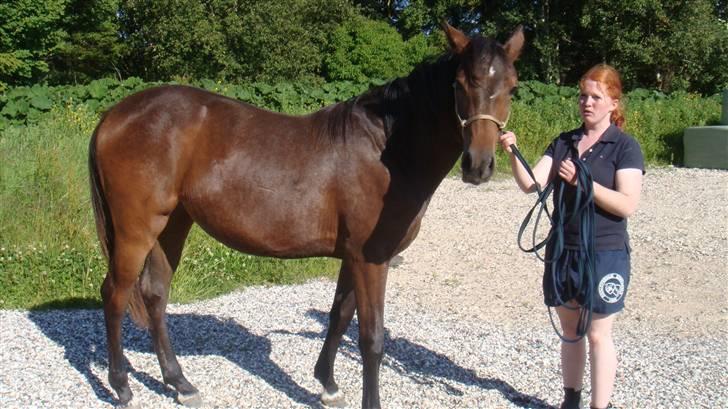 Holstener Caviola billede 12