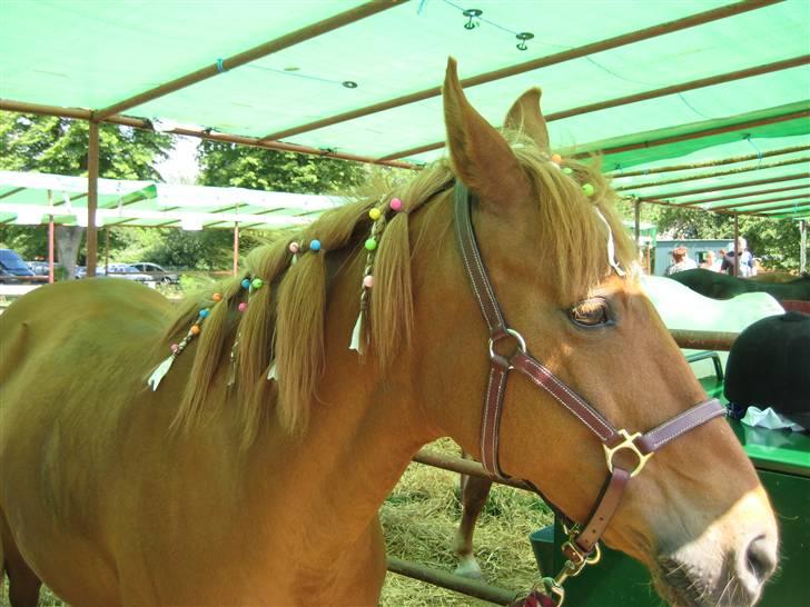 New Forest Pasha SOLGT billede 8