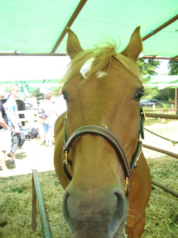 New Forest Pasha SOLGT billede 9