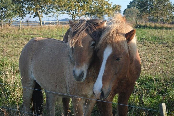 Islænder Fála fra Kirkeskovgård - Sörli og Barnet :*<3 billede 9