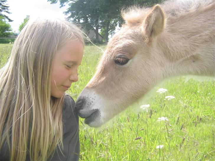 Islænder Fála fra Kirkeskovgård -  Noddy & Faulse<33 billede 10