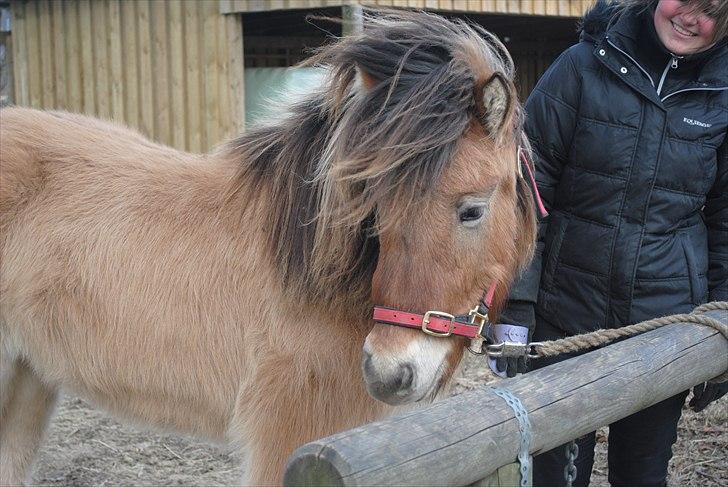 Islænder Fála fra Kirkeskovgård billede 11