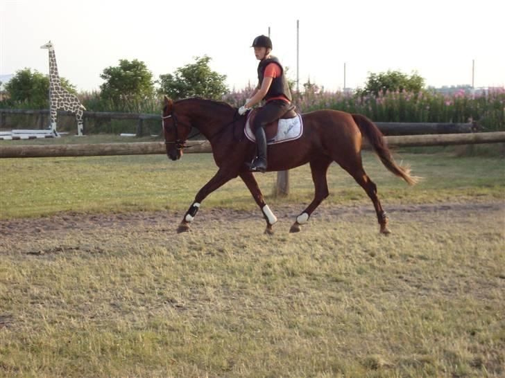 Anden særlig race Gucci  - Hodsager 4/7 09  billede 3