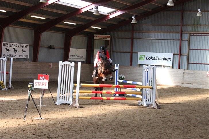 Welsh Cob (sec D) Gribvads Leading Silver - LA 2010 billede 1
