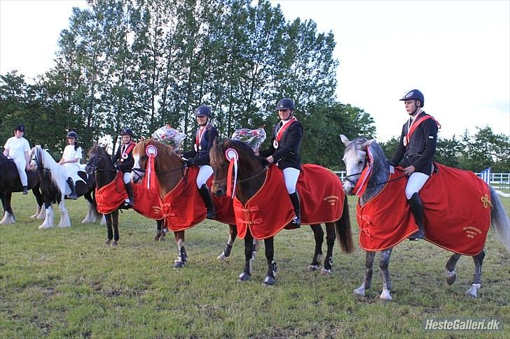 Welsh Cob (sec D) Gribvads Leading Silver - Vinder af distriktmesterskab for hold 2010 billede 3