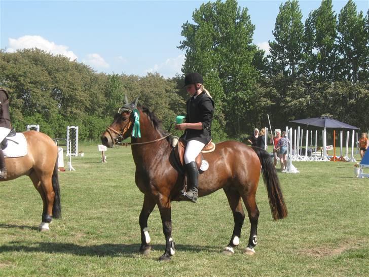 Welsh Cob (sec D) Gribvads Leading Silver - LA 4 plads Nordvestsjællands rideklub NVR 2009 billede 4