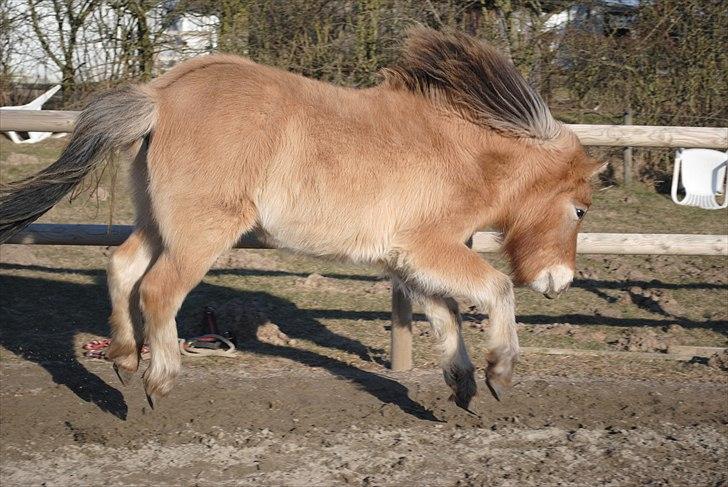 Islænder Fála fra Kirkeskovgård billede 12