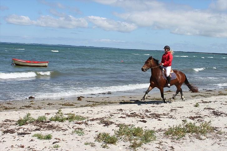 Welsh Cob (sec D) Gribvads Leading Silver - Mig og silver en tur til vandet 2010 billede 5