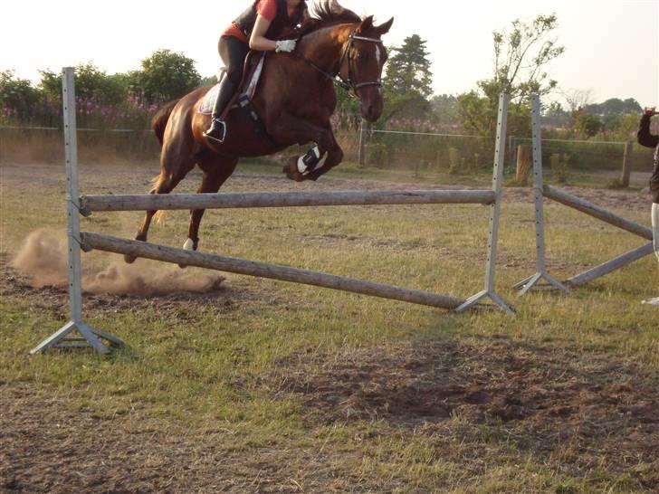 Anden særlig race Gucci  - Hodsager 4/7 09 - 90cm billede 4