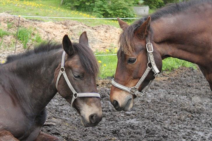 Welsh Cob (sec D) Gribvads Leading Silver - Silver og Bailey hygger på folden 2010 billede 6
