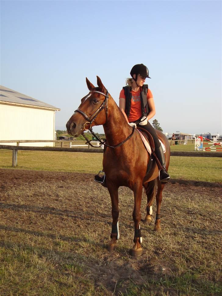 Anden særlig race Gucci  - Hodsager 4/7 09 - Smukke Gucci  billede 5