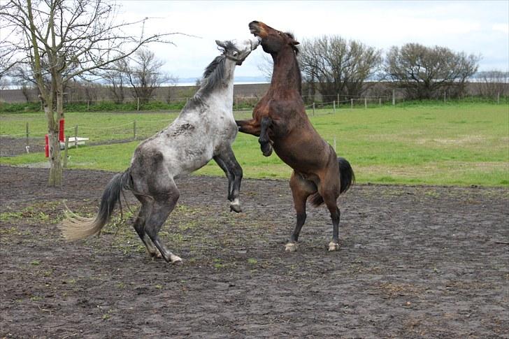 Welsh Cob (sec D) Gribvads Leading Silver - Silver og Matti leger ude i folden 2010 billede 7