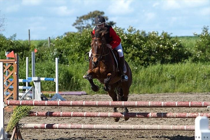 Welsh Cob (sec D) Gribvads Leading Silver - LA i syk 1 plads ;) 2010 billede 9