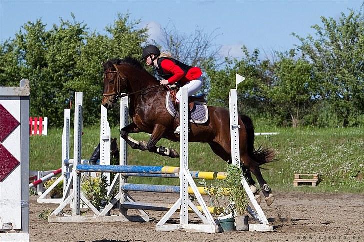 Welsh Cob (sec D) Gribvads Leading Silver - LA i SYK 1 plads 2010 billede 10