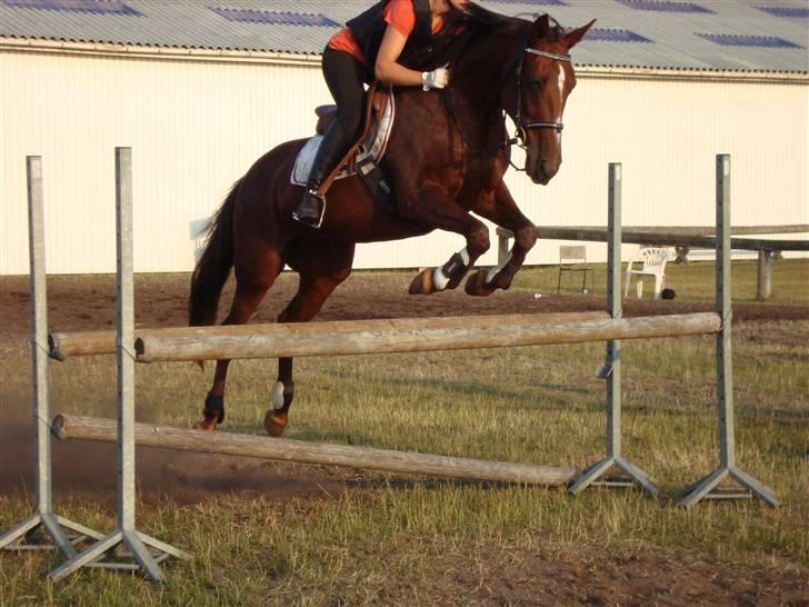 Anden særlig race Gucci  - Hodsager 4/7 09 - 1 meter billede 6