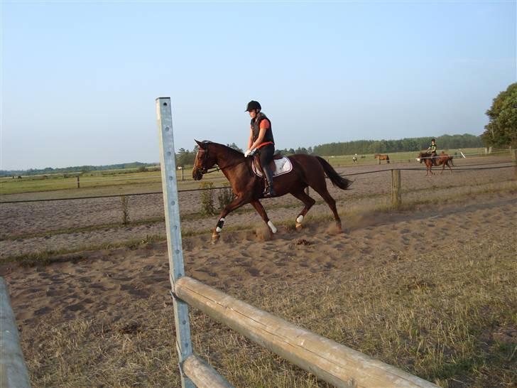 Anden særlig race Gucci  - Hodsager 4/7 09 - Min fantastiske hest <3 billede 8