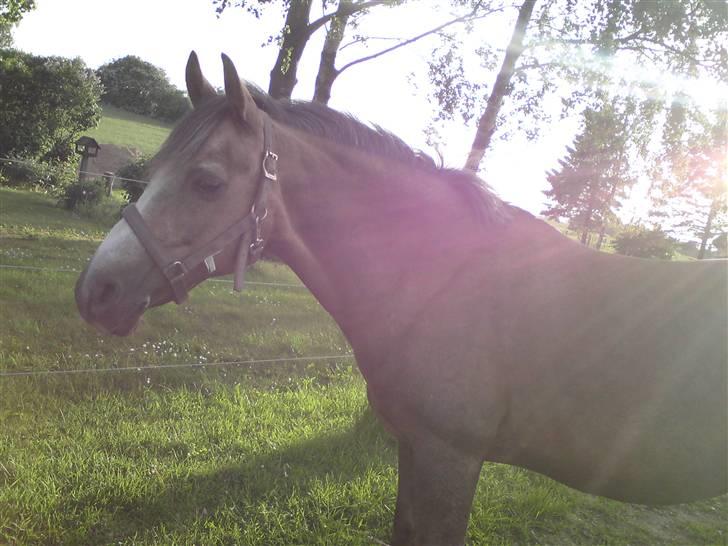 Palomino Linke *SOLGT* billede 14