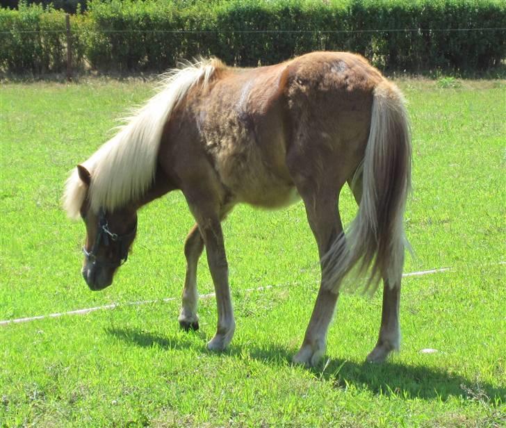 Islænder Bjarmi fra Egebjerg - 05-07-2009  billede 11