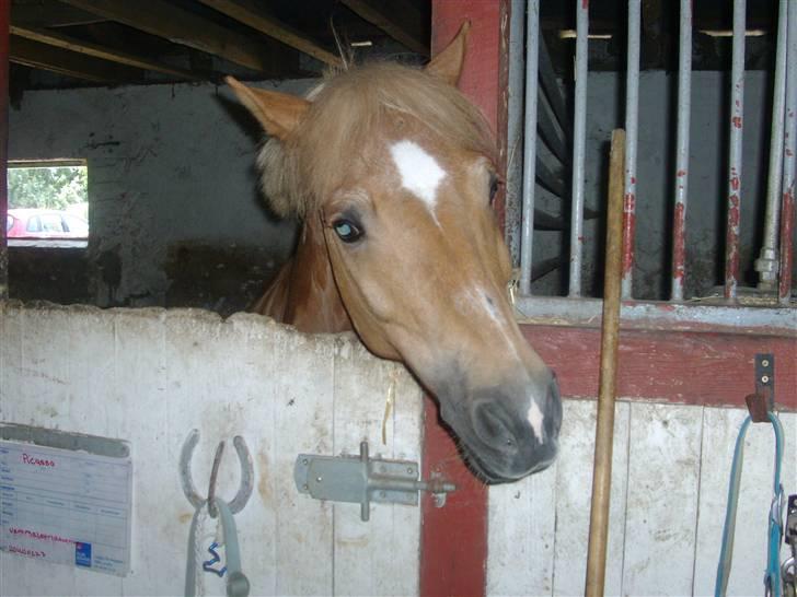 Anden særlig race Picasso!<3 - savnet. billede 4