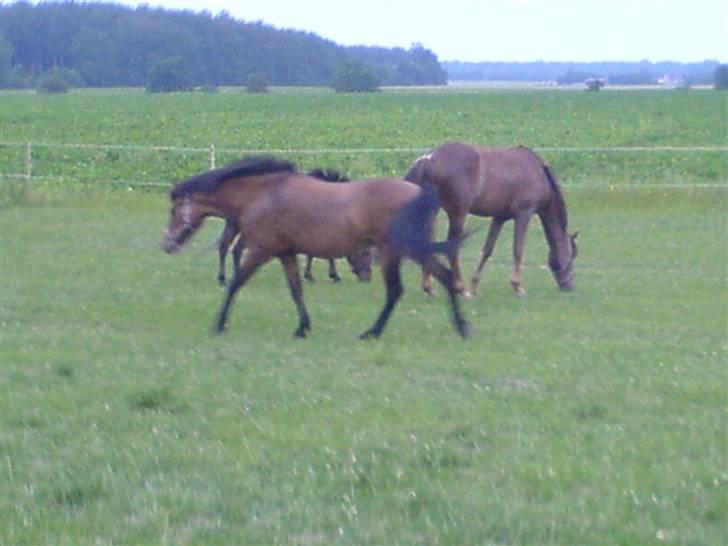 New Forest Faarbech`s Miss Sophy, (himmelhest) - skal lige have styr på tropperne billede 4