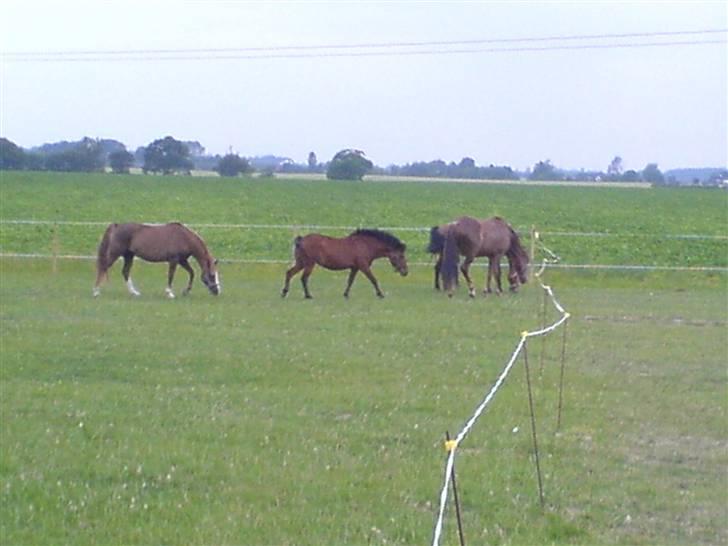 New Forest Faarbech`s Miss Sophy, (himmelhest) - se hvor de flokkes om mig billede 5