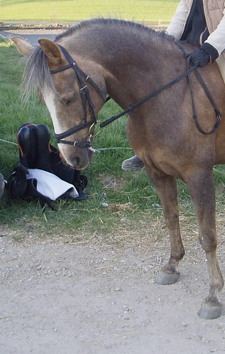 Palomino Linke *SOLGT* billede 15