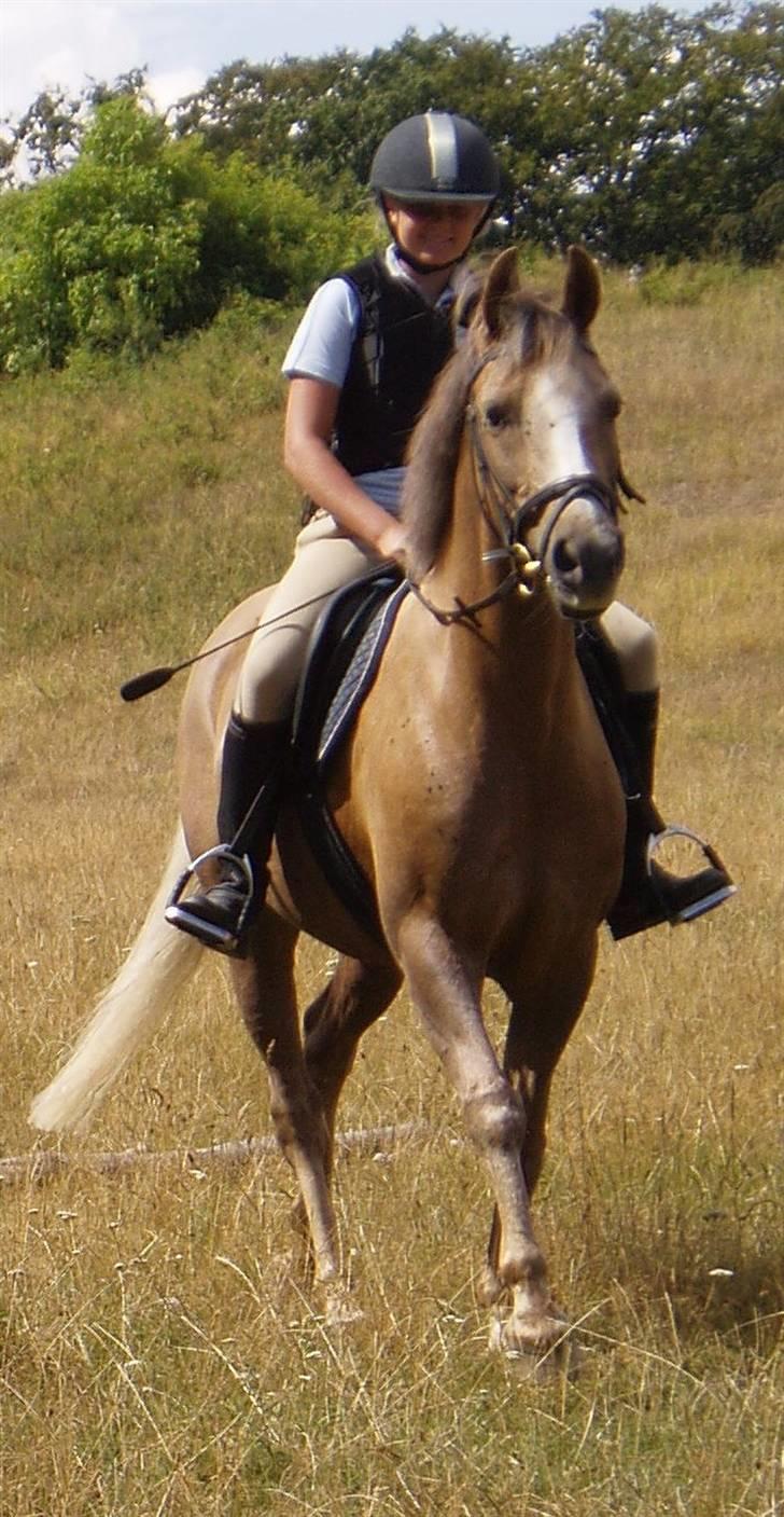 Palomino Linke *SOLGT* billede 16