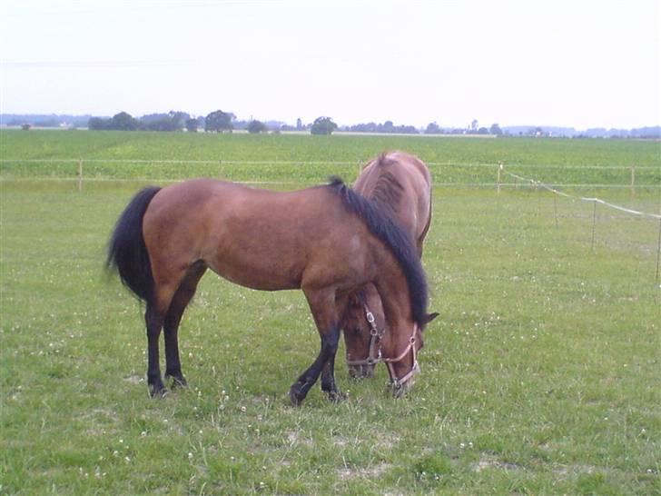 New Forest Faarbech`s Miss Sophy, (himmelhest) - vi skal helst gå tæt på hinanden billede 8