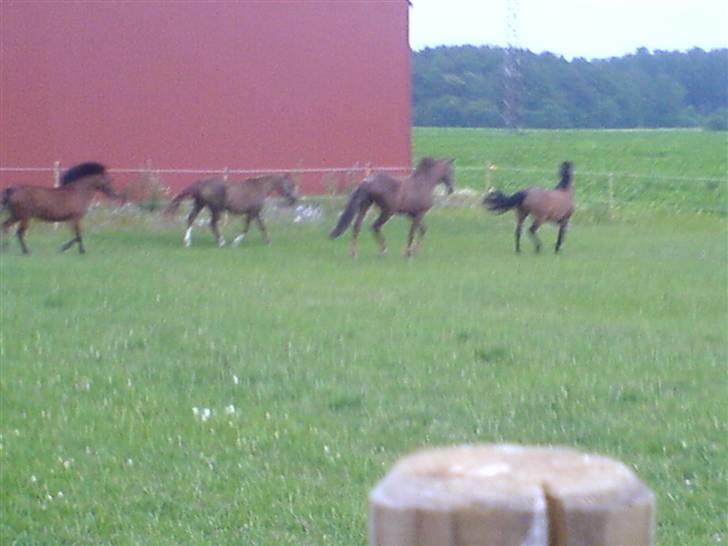 New Forest Faarbech`s Miss Sophy, (himmelhest) - jeg viser lige flokken rundt på folden billede 9